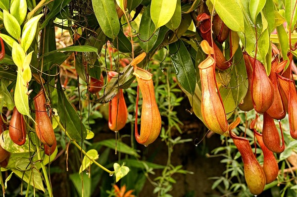 Dzbanecznik - oryginalna roślina owadożerna