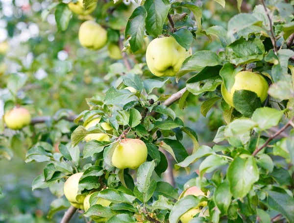 Stare odmiany jabłoni - wielki powrót