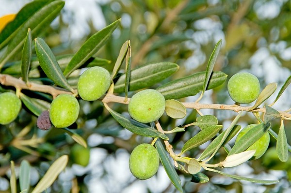 Oliwka europejska (drzewo oliwne) - zasady uprawy