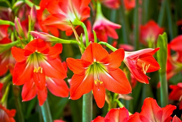 Amarylis - kwiat wdzięczny w uprawie
