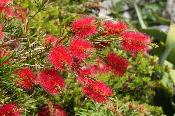 Kuflik (Kalistemon) - właściwa uprawa i pielęgnacja