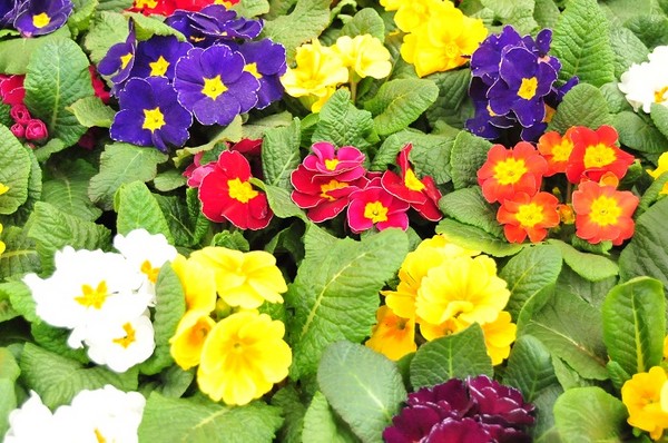 Kwiaty wiosenne - Profesjonalne porady i artykuły