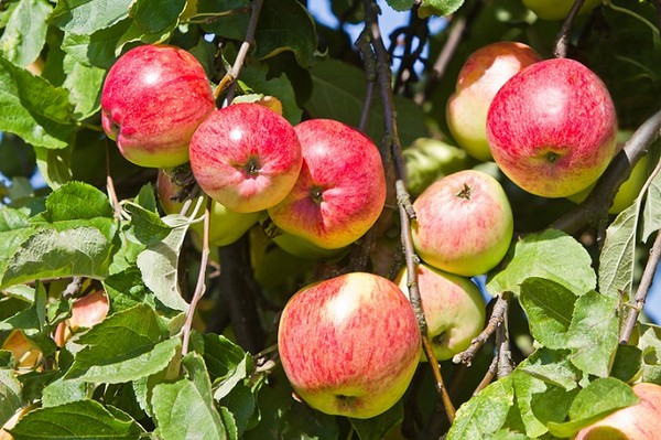 Najlepsze odmiany jabłoni w Polsce