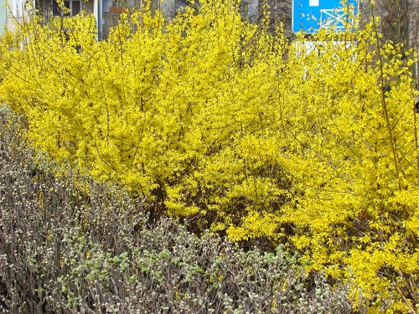 Forsycja - wiosennie kwitnący krzew ogrodowy