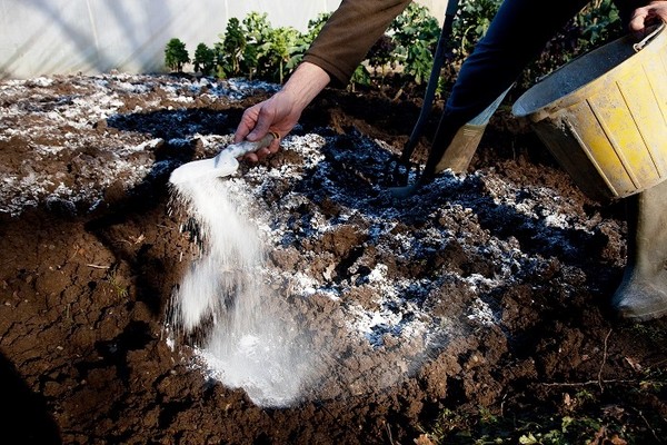 Wapnowanie i odczyn gleby w ogrodzie