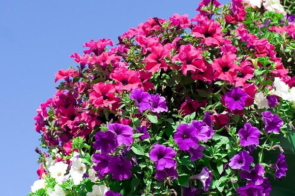 Surfinia (Petunia) - ozdobą przydomowego ogrodu i balkonu