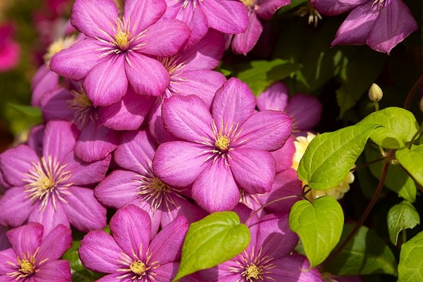 Powojnik (Clematis, Klematis) - uprawa i pielęgnacja