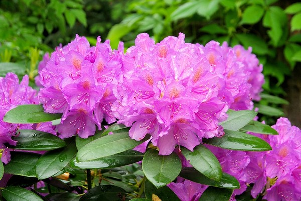 Rododendron (azalia, różanecznik) - uprawa, odmiany i rozmnażanie