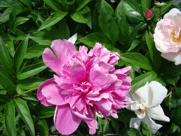 Piwonia (peonia) - odmiany, uprawa, pielęgnacja i rozmnażanie