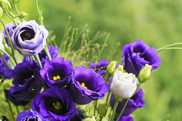 Eustoma - uprawa kwiatu często stosowanego w bukietach