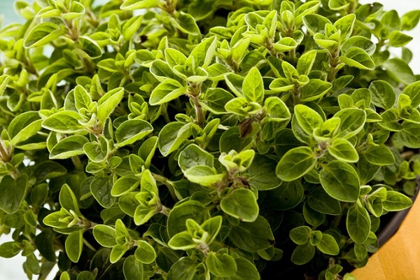 Oregano, czyli lebiodka pospolita (dziki majeranek)