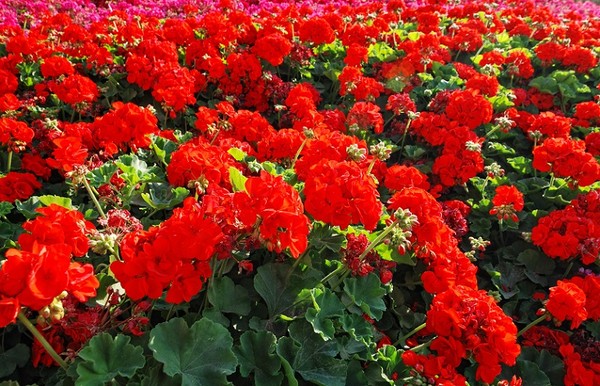 Rozmnażanie pelargonii z sadzonek i nasion