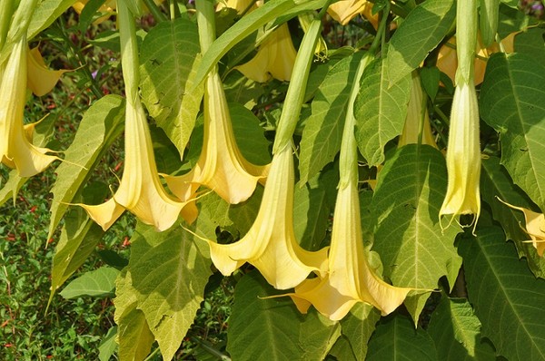 Datura, bieluń - właściwa uprawa i pielęgnacja