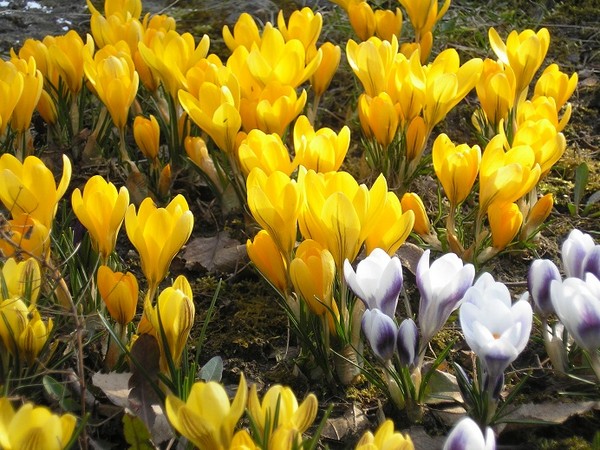 Krokusy - urzekające kwiaty wczesnej wiosny