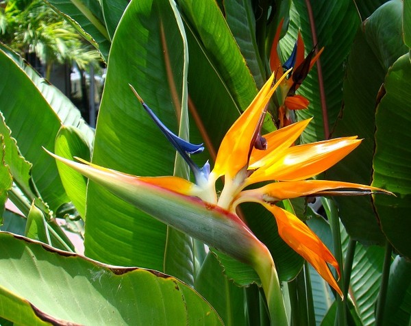 Strelicja królewska (rajski ptak) - niezwykły kwiat doniczkowy