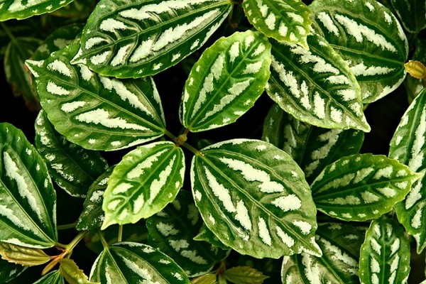 Pilea Cadiera - kwiat ceniony ze względu na efektowne liście