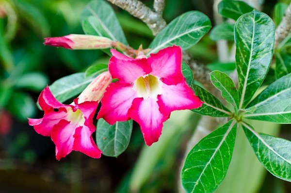 Adenium arabskie (opasłe), róża pustyni - efektowny kwiat doniczkowy
