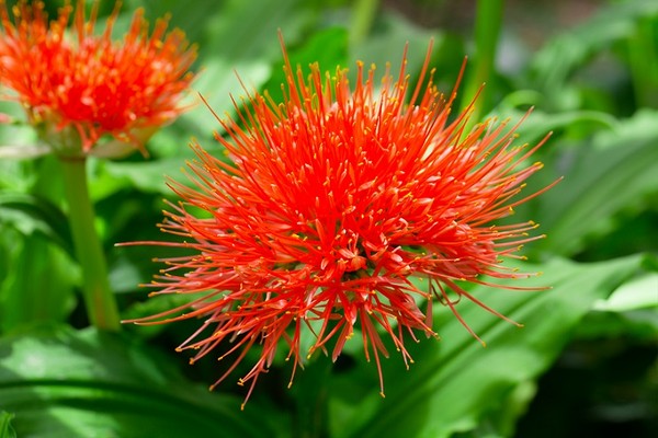 Krasnokwiat Katarzyny - ciekawa bylina cebulkowa