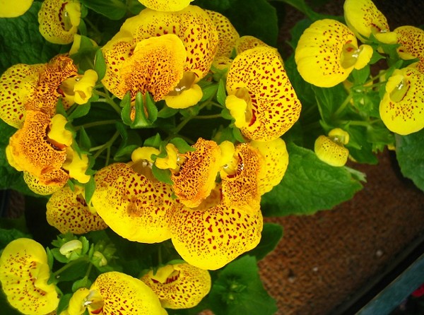 Kalceolaria, Pantofelnik - oryginalny kwiat doniczkowy
