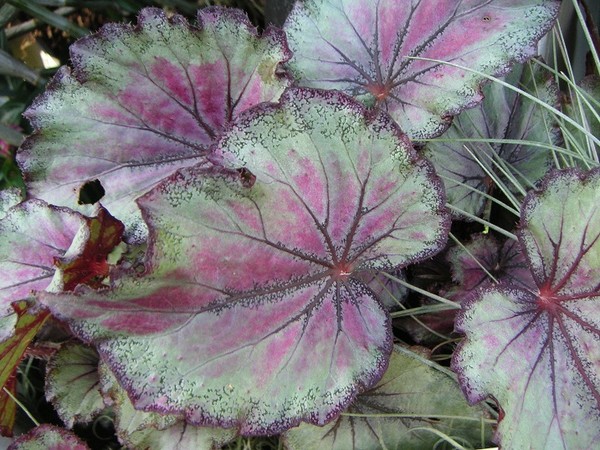 Begonia królewska (Ukośnica) - uprawa, rozmnażanie i odmiany