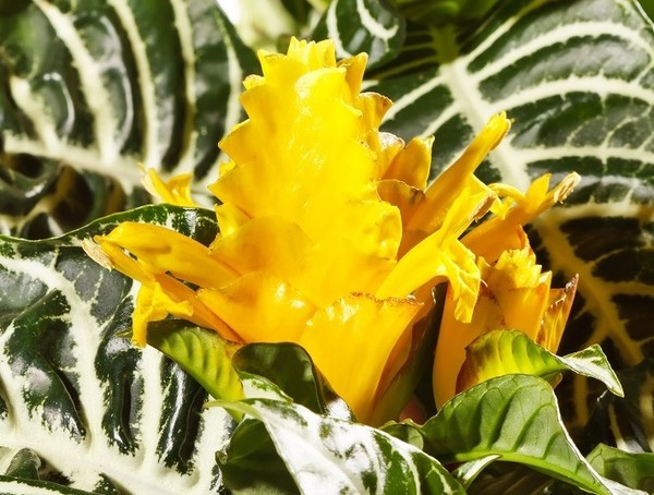 Afelandra czworokątna (stercząca, szczytowa) - egzotyczny kwiat doniczkowy