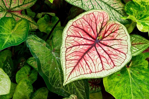 Kaladium (obraźnica) - kwiat tropikalny z niezwykłymi liśćmi