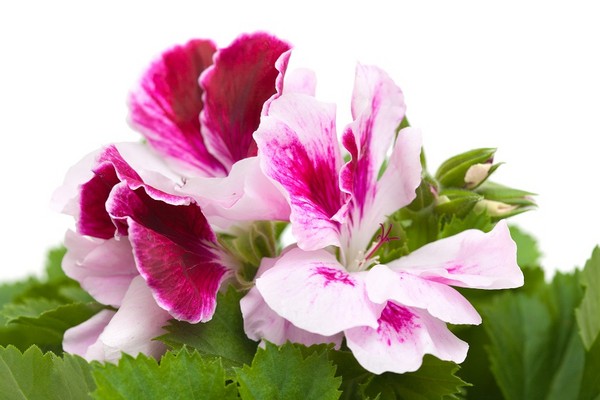 Pelargonie angielskie, wielkokwiatowe - uprawa, rozmnażanie i choroby