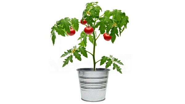 Uprawa pomidorów w doniczkach