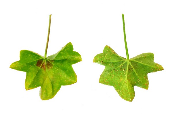 Choroby i szkodniki pelargonii