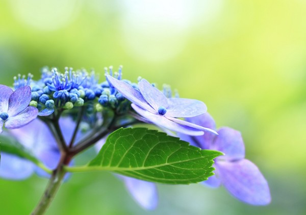 Hortensja piłkowana - uprawa, pielęgnacja, odmiany i rozmnażanie