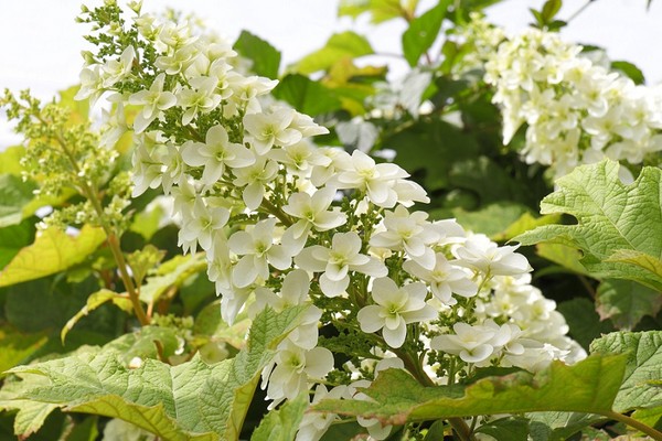 Hortensja dębolistna - uprawa, odmiany i cięcie