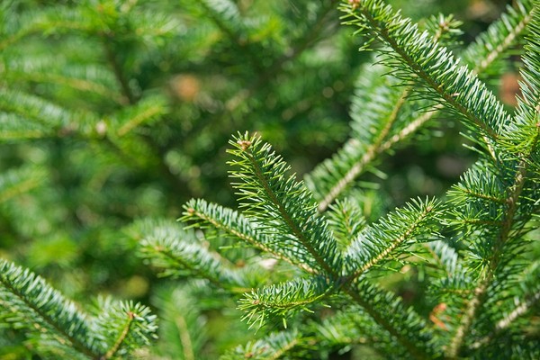 Jodła balsamiczna - odmiany, uprawa i pielęgnacja