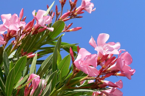 Oleander - prawidłowe zimowanie