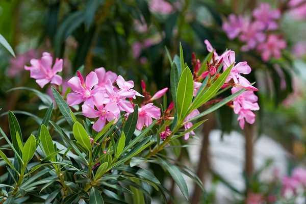 Oleander - przycinanie zgodne z zasadami