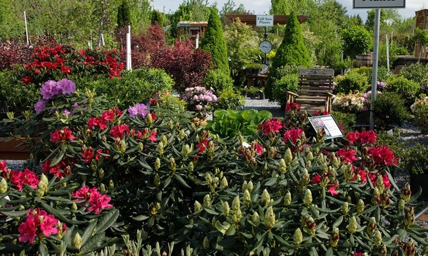 Skuteczne rozmnażanie rododendronów z nasion, sadzonek i odkładów