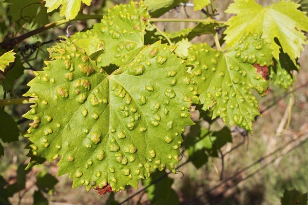 Choroby i szkodniki winogron - objawy i zwalczanie