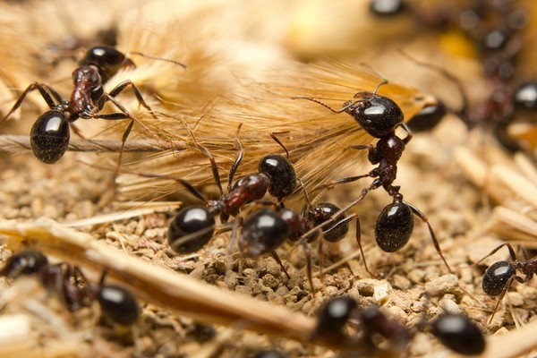 Skuteczne sposoby na pozbycie się mrówek z ogrodu