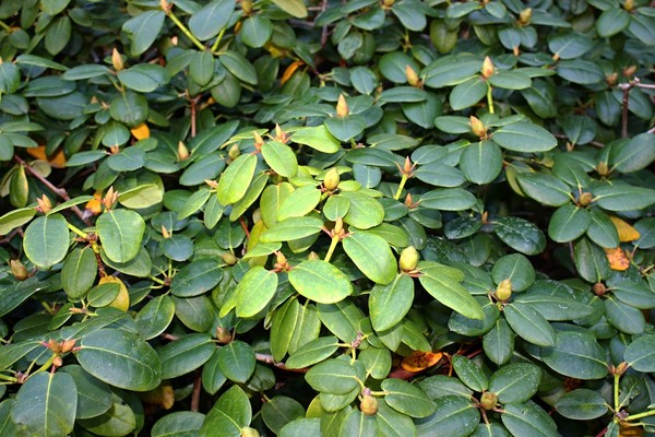 Choroby i szkodniki rododendronów (azalii, różaneczników) - objawy i zwalczanie