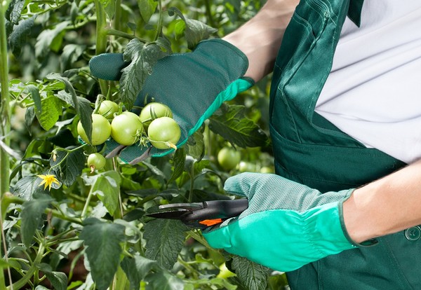 Przycinanie pomidorów - istotnie wpływa na plonowanie