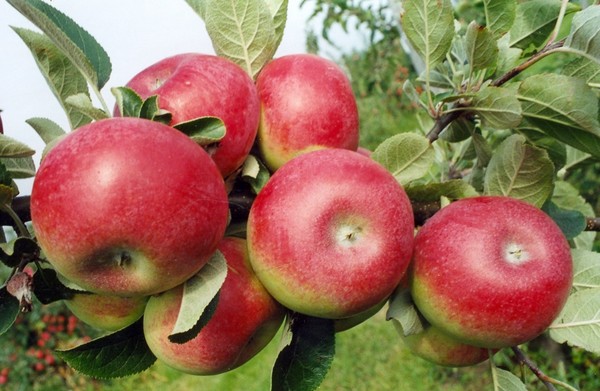Jabłoń Delikates - uprawa i charakterystyka odmiany
