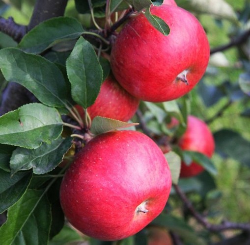Jabłoń Rubinola - odmiana odporna na parcha