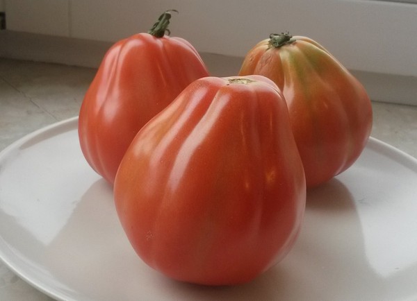 Pomidor odmiany Bawole Serce - uprawa i charakterystyka
