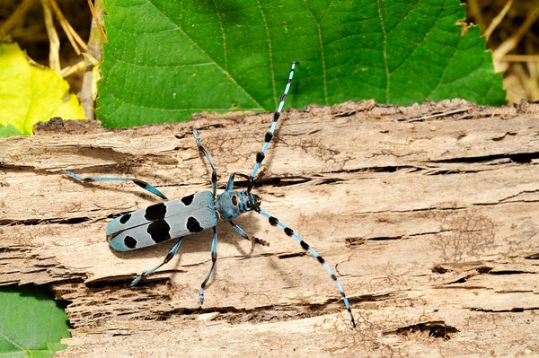Nadobnica alpejska - opis, charakterystyka i zdjęcia