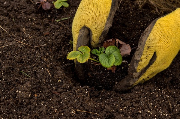 Kiedy sadzić truskawki? Najlepszy termin i technika sadzenia