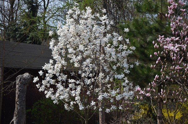 Kiedy i jak sadzić magnolię? Sposób i termin sadzenia magnolii