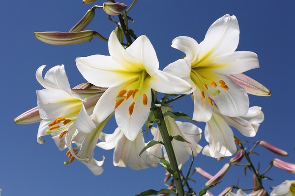 Lilia królewska - sadzenie, uprawa, wymagania i pielęgnacja