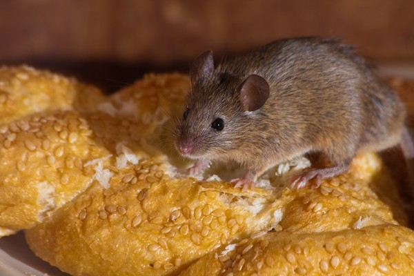 Jak pozbyć się myszy i szczurów? Skuteczne sposoby!