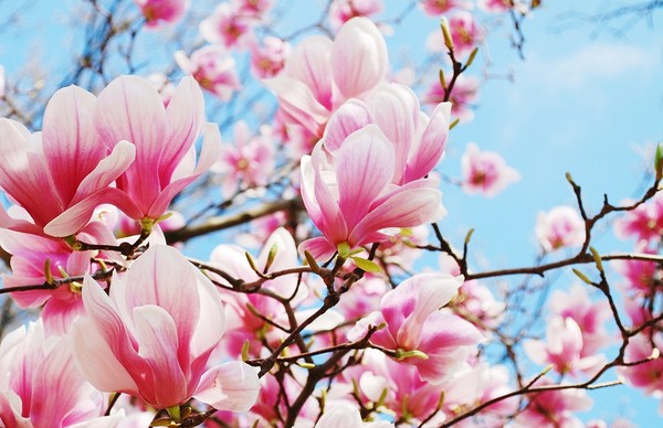 Choroby i szkodniki magnolii - przegląd, objawy i zwalczanie