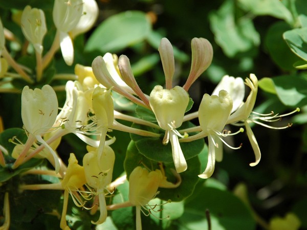 Wiciokrzew przewiercień, kapryfolium - wszystko o sadzeniu, uprawie i rozmnażaniu