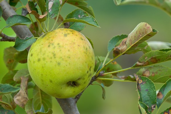 Najczęstsze choroby drzew owocowych - przegląd, objawy i zwalczanie
